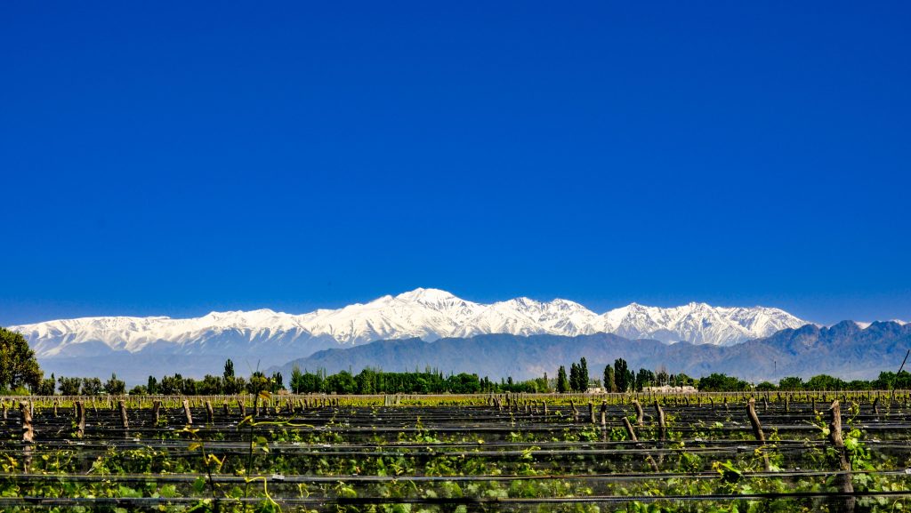 A picture overlooking a vineyard with snow-topped mountains in the background.