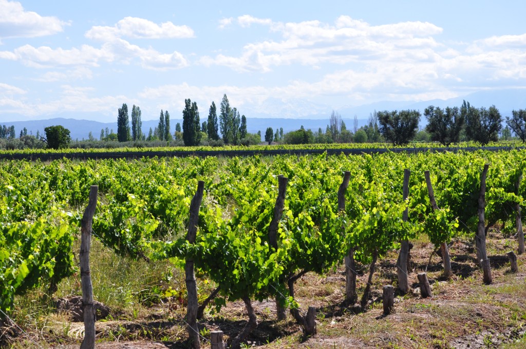 A 100 year old vineyard planted through massal selection