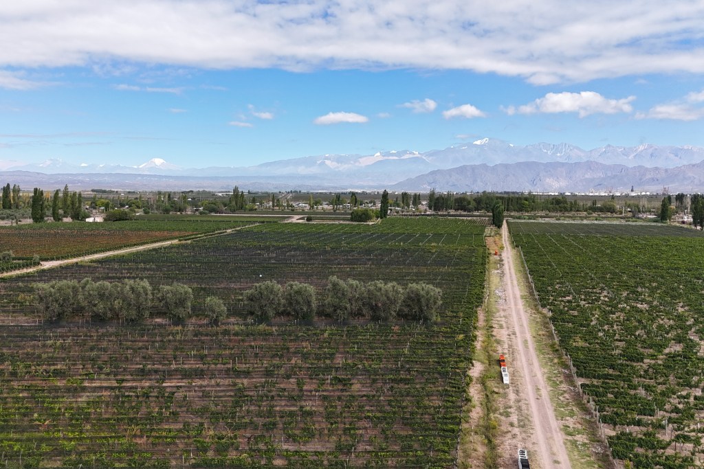A drone shot of a vineyard with mountains in the background