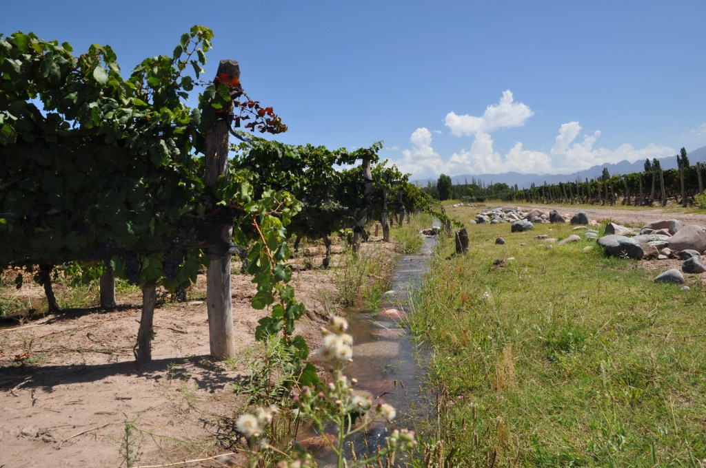 Vines getting irrigated on a vineyard