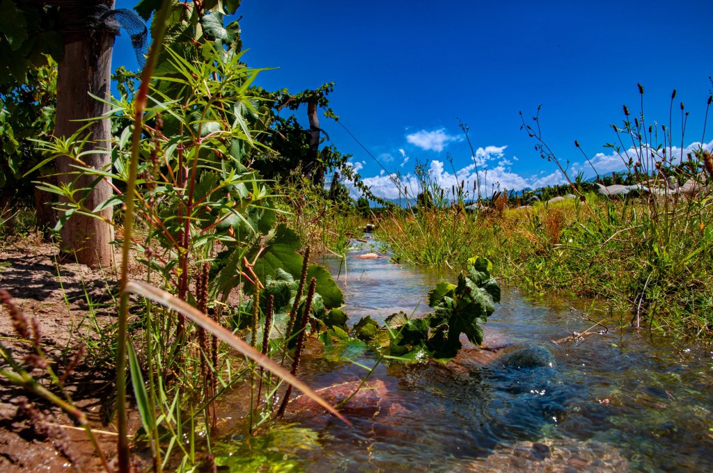 Flood Irrigation on a vineyard