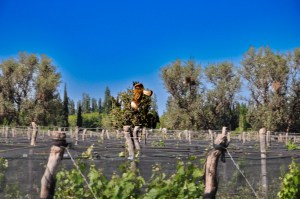 Hawk flying over a vineyard