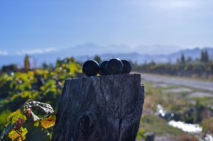 Malbec Grapes lying on wood with blurry mountains in Background