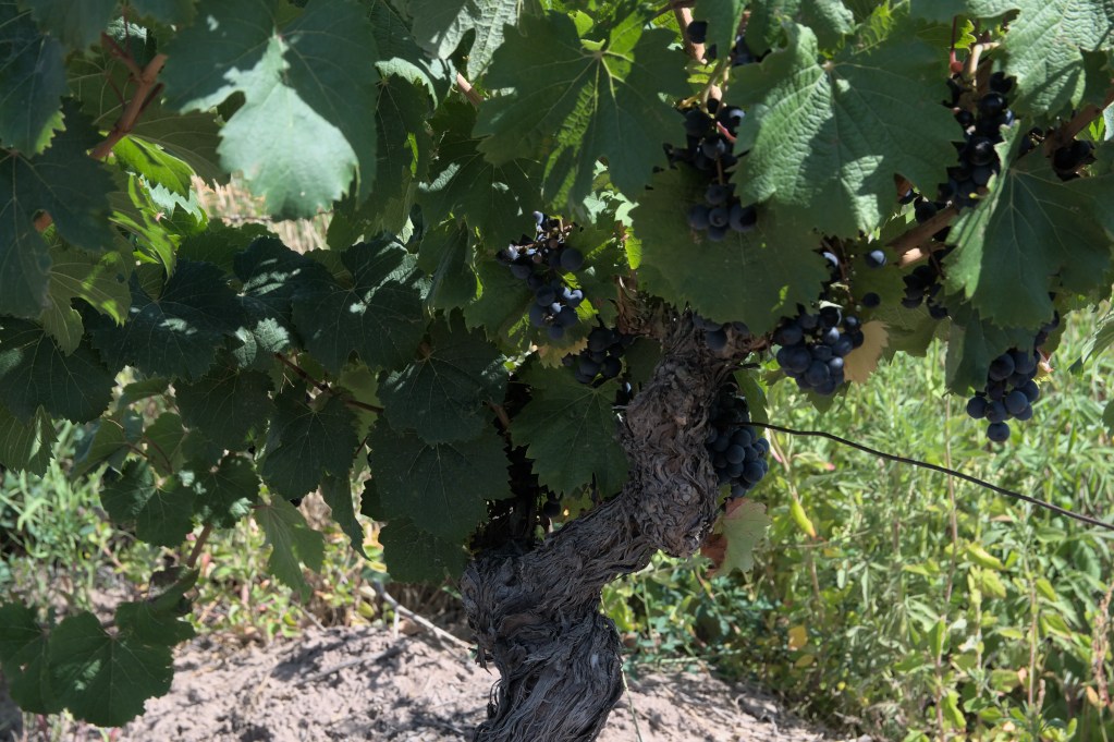 An ungrafted Malbec vine with small clusters of ripe grapes
