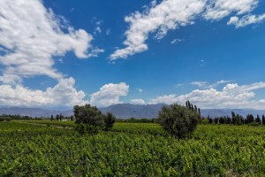 green Vineyard in front of the Andes