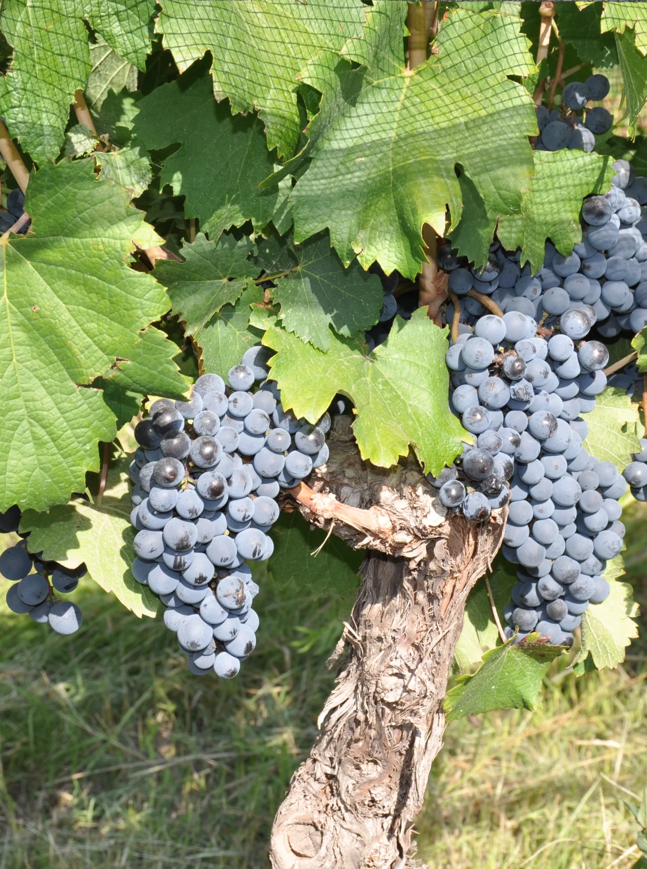 An old Malbec vine carrying multiple clusters of ripe grapes